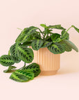 Maranta | Prayer Plant | Lemon Lime