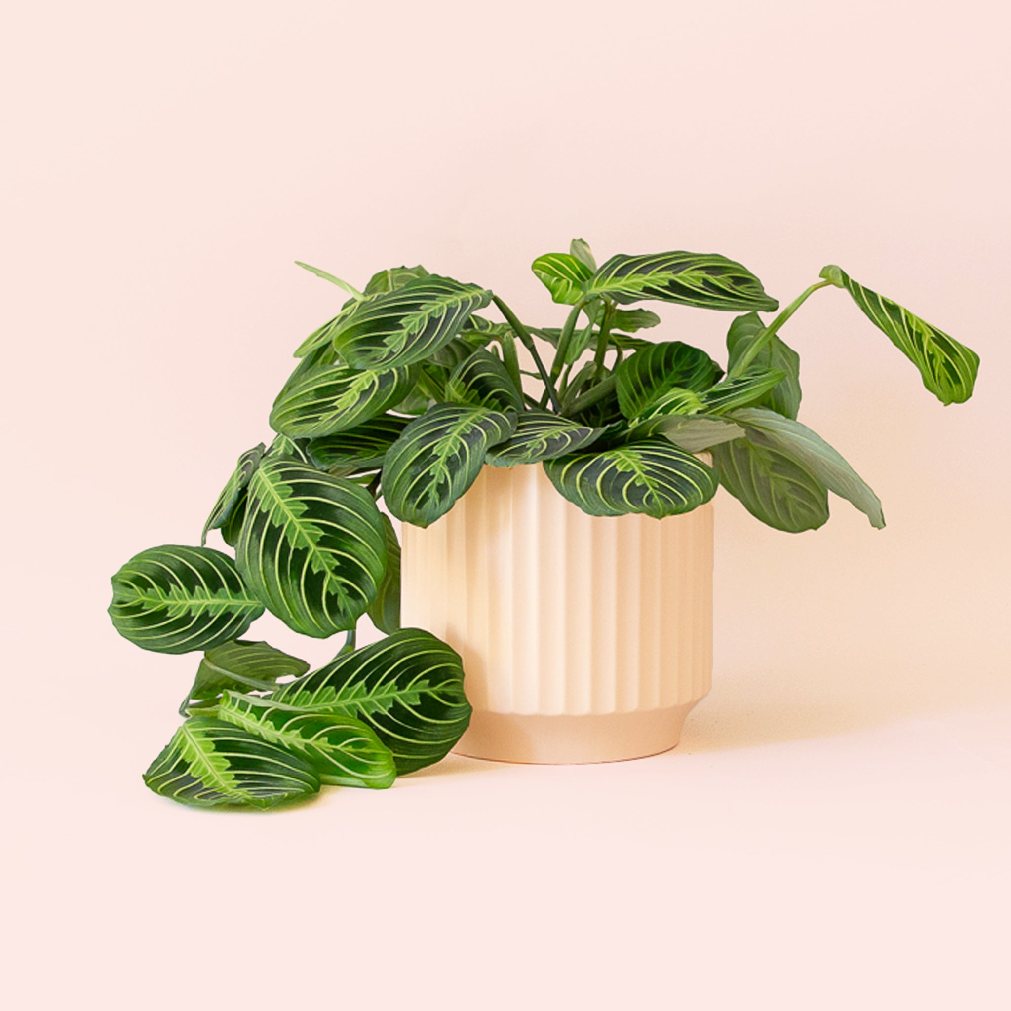 Maranta | Prayer Plant | Lemon Lime