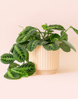 Maranta | Prayer Plant | Lemon Lime