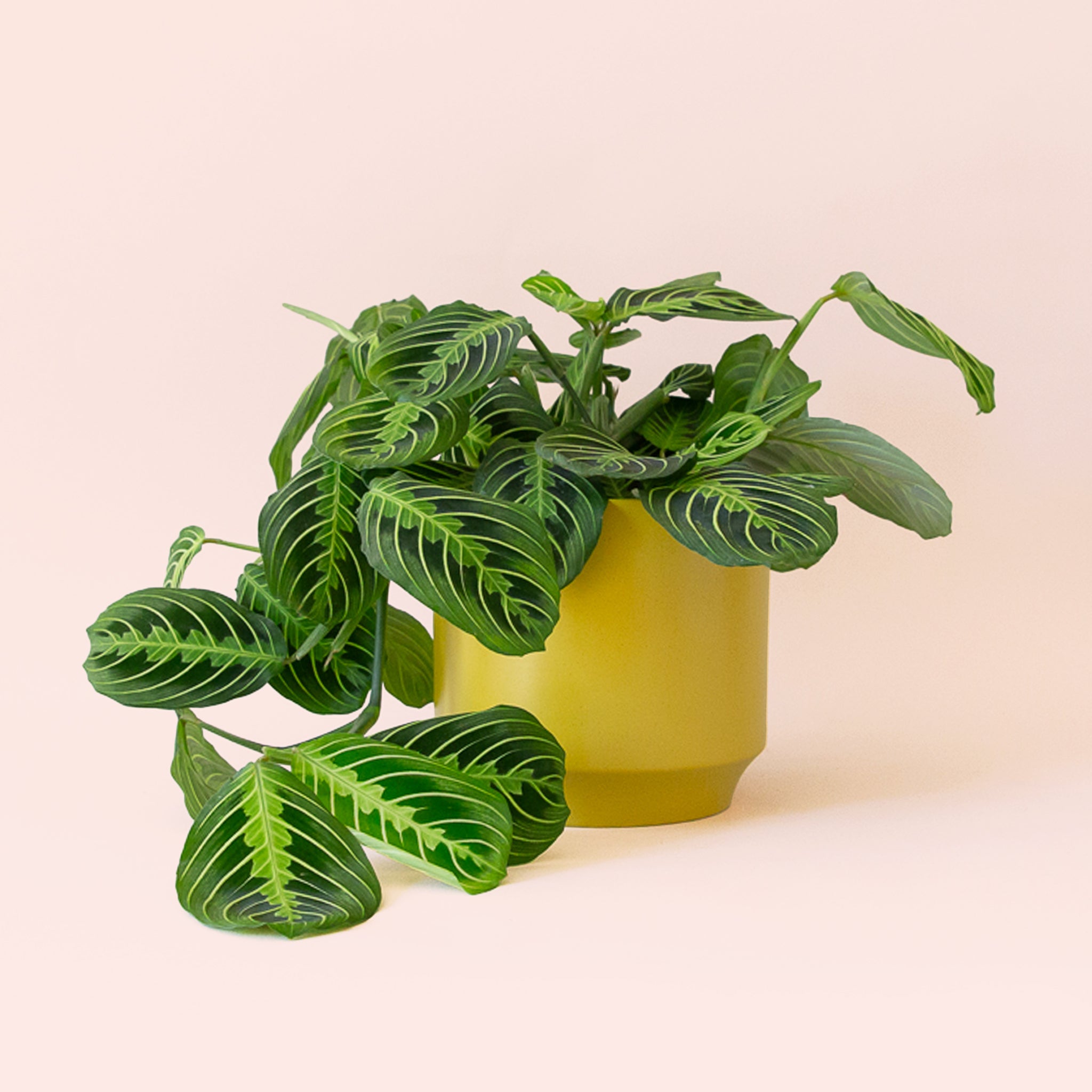 Maranta | Prayer Plant | Lemon Lime