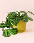 Maranta | Prayer Plant | Lemon Lime