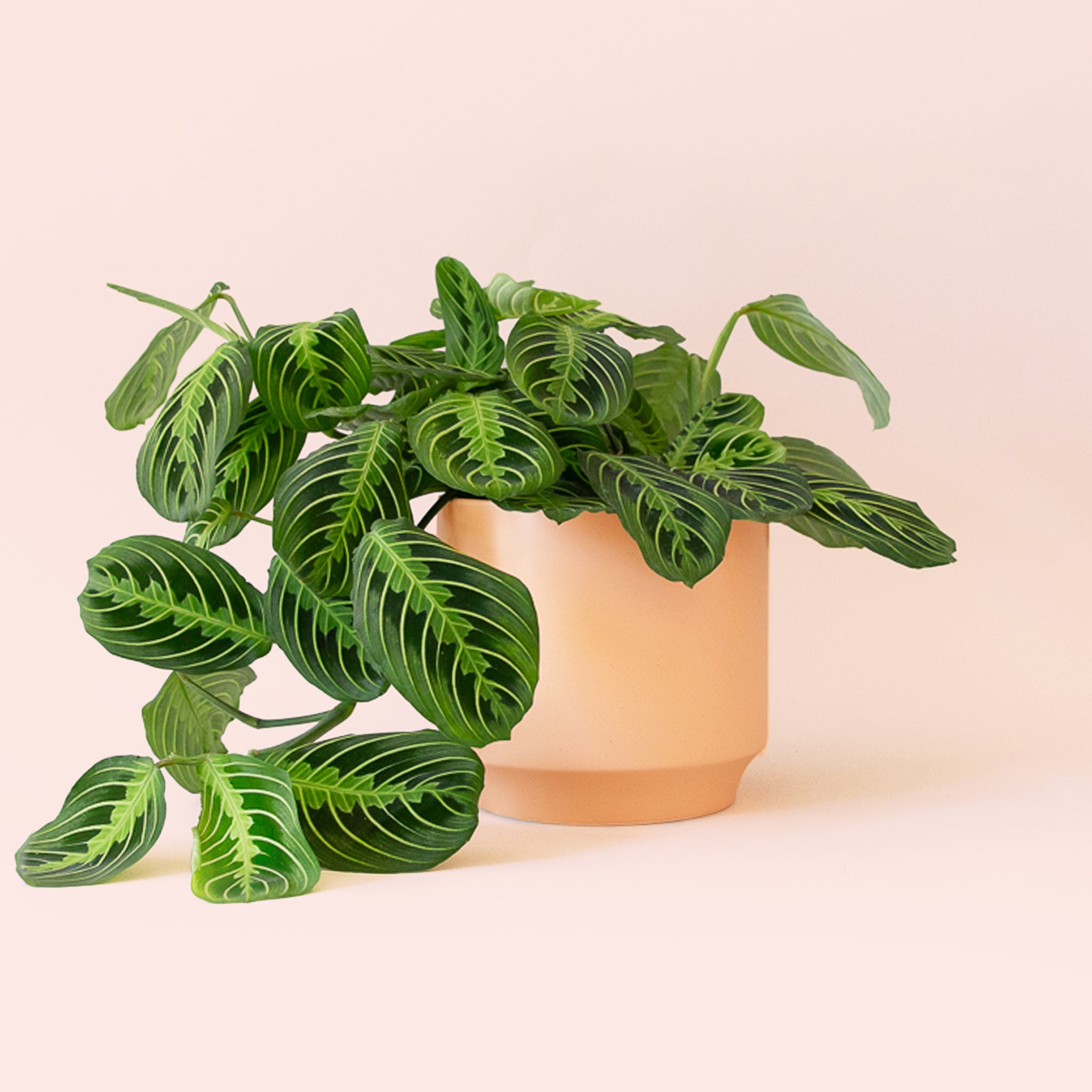 Maranta | Prayer Plant | Lemon Lime