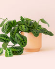 Maranta | Prayer Plant | Lemon Lime