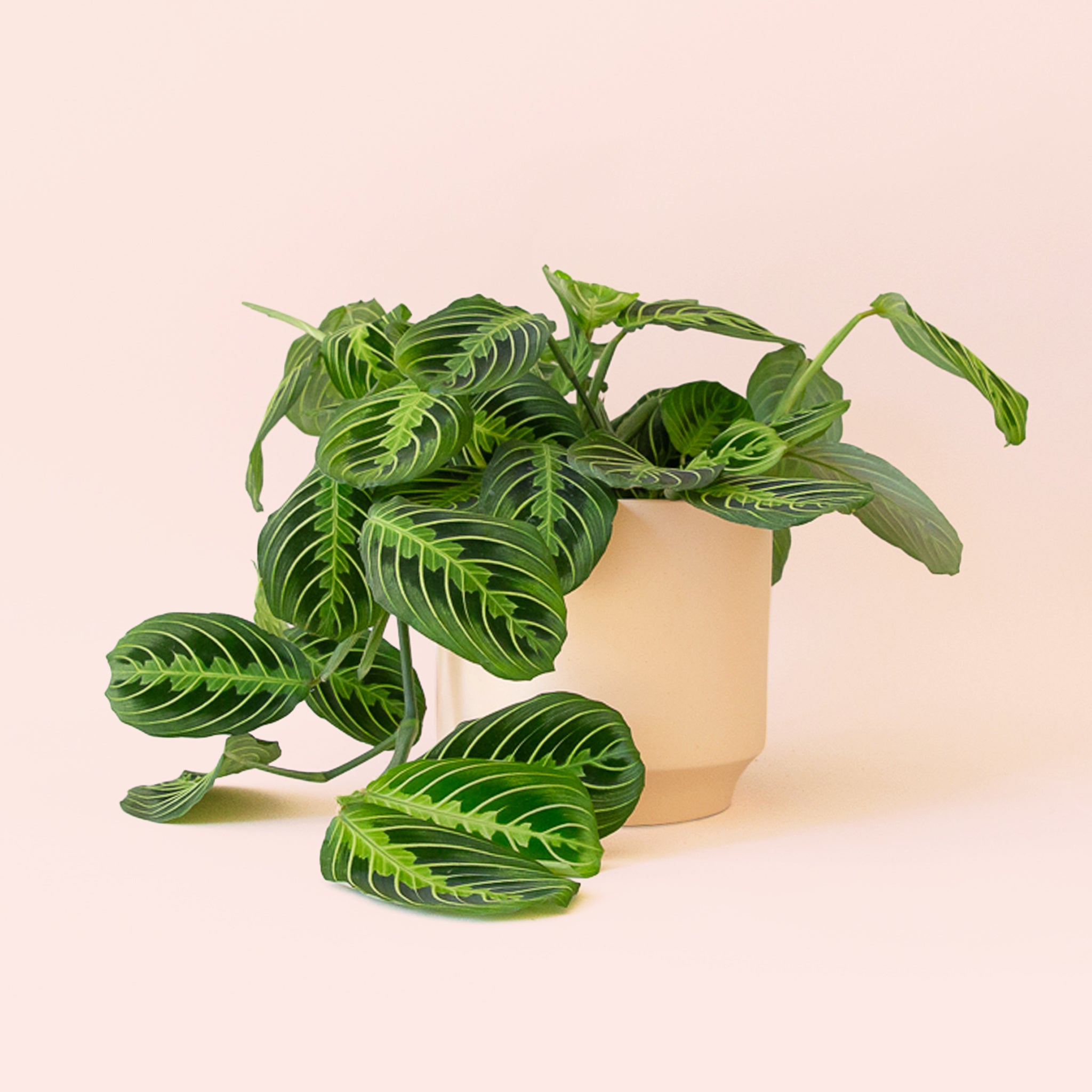 Maranta | Prayer Plant | Lemon Lime