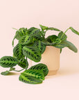 Maranta | Prayer Plant | Lemon Lime