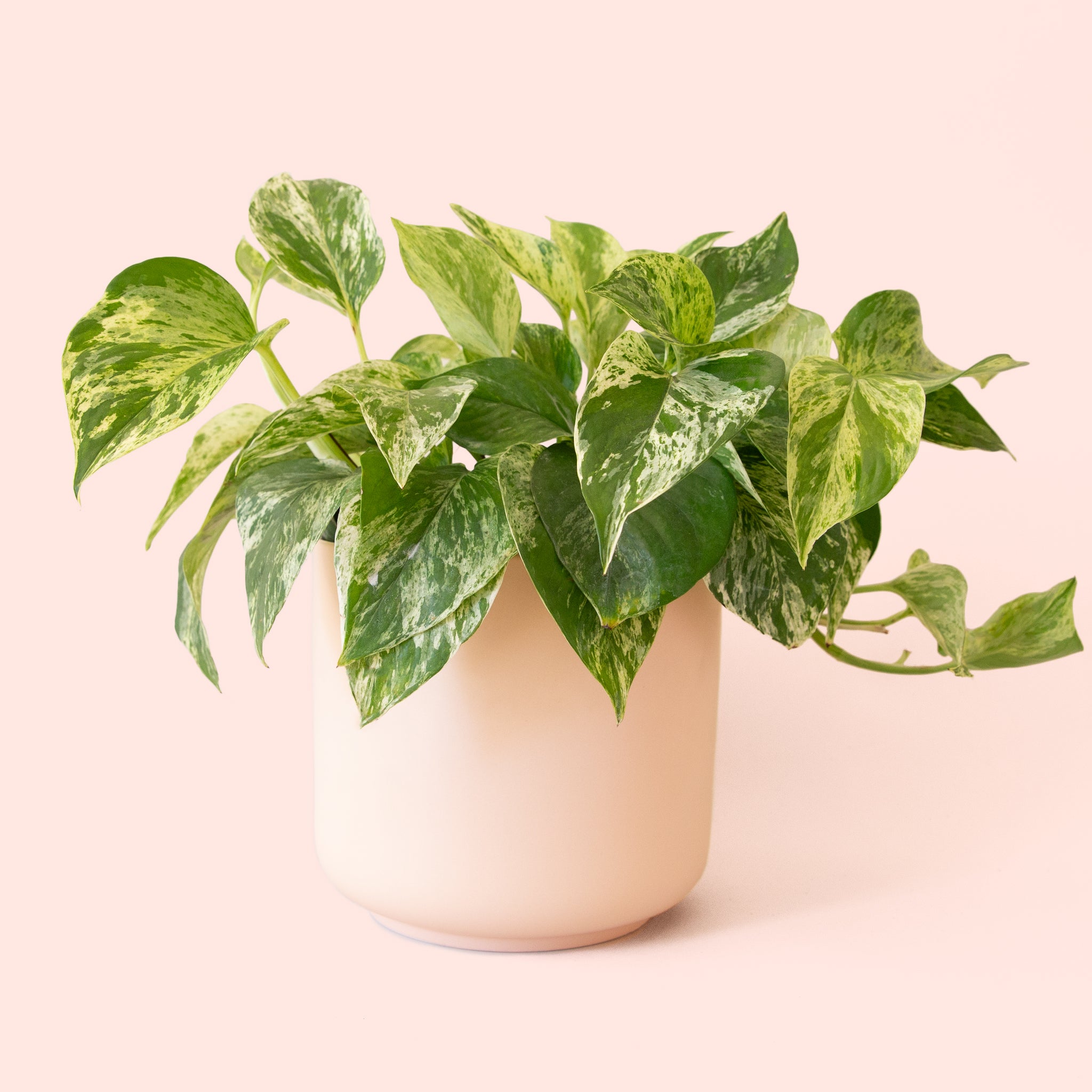 Pothos | Marble Queen