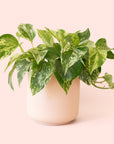 Pothos | Marble Queen