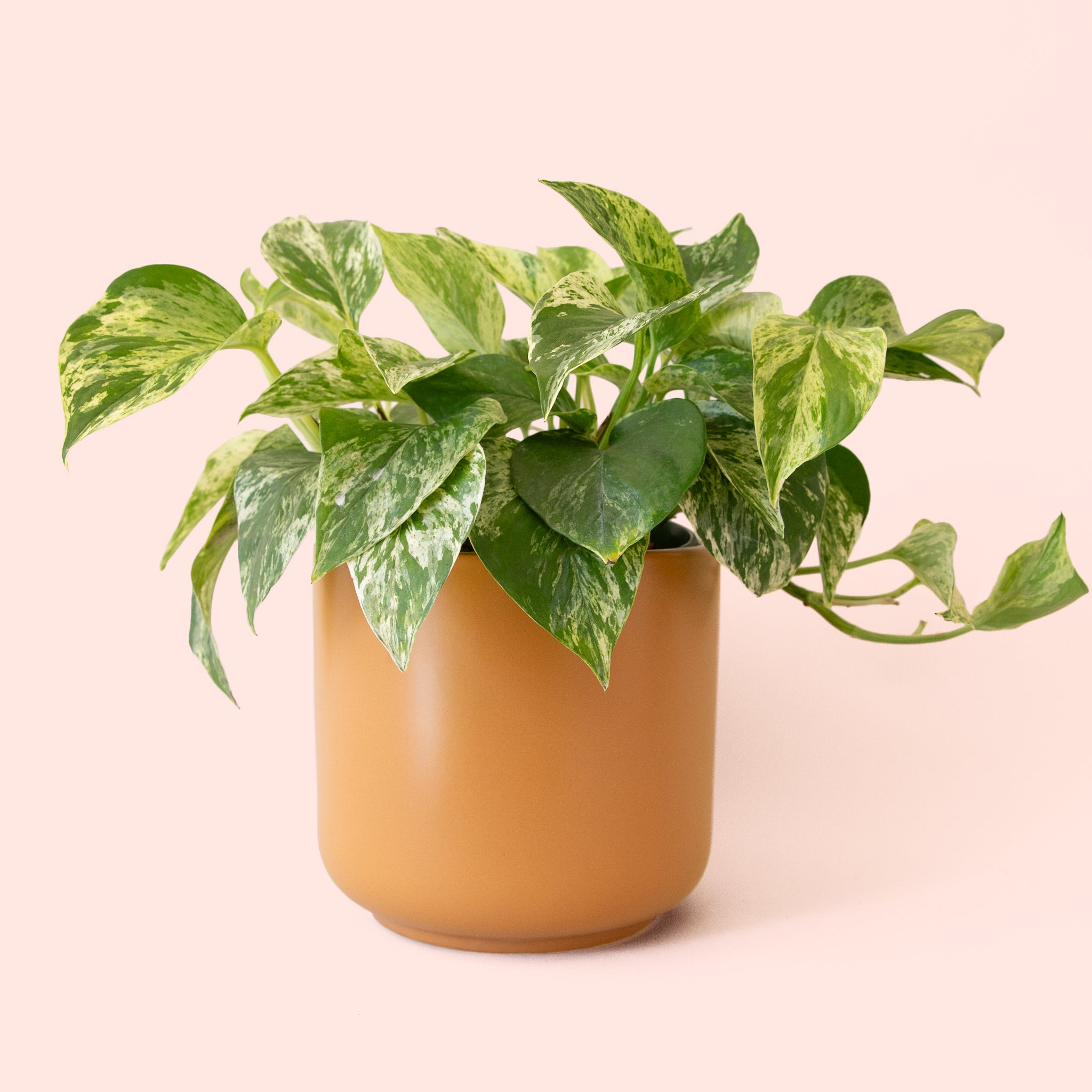 Pothos | Marble Queen