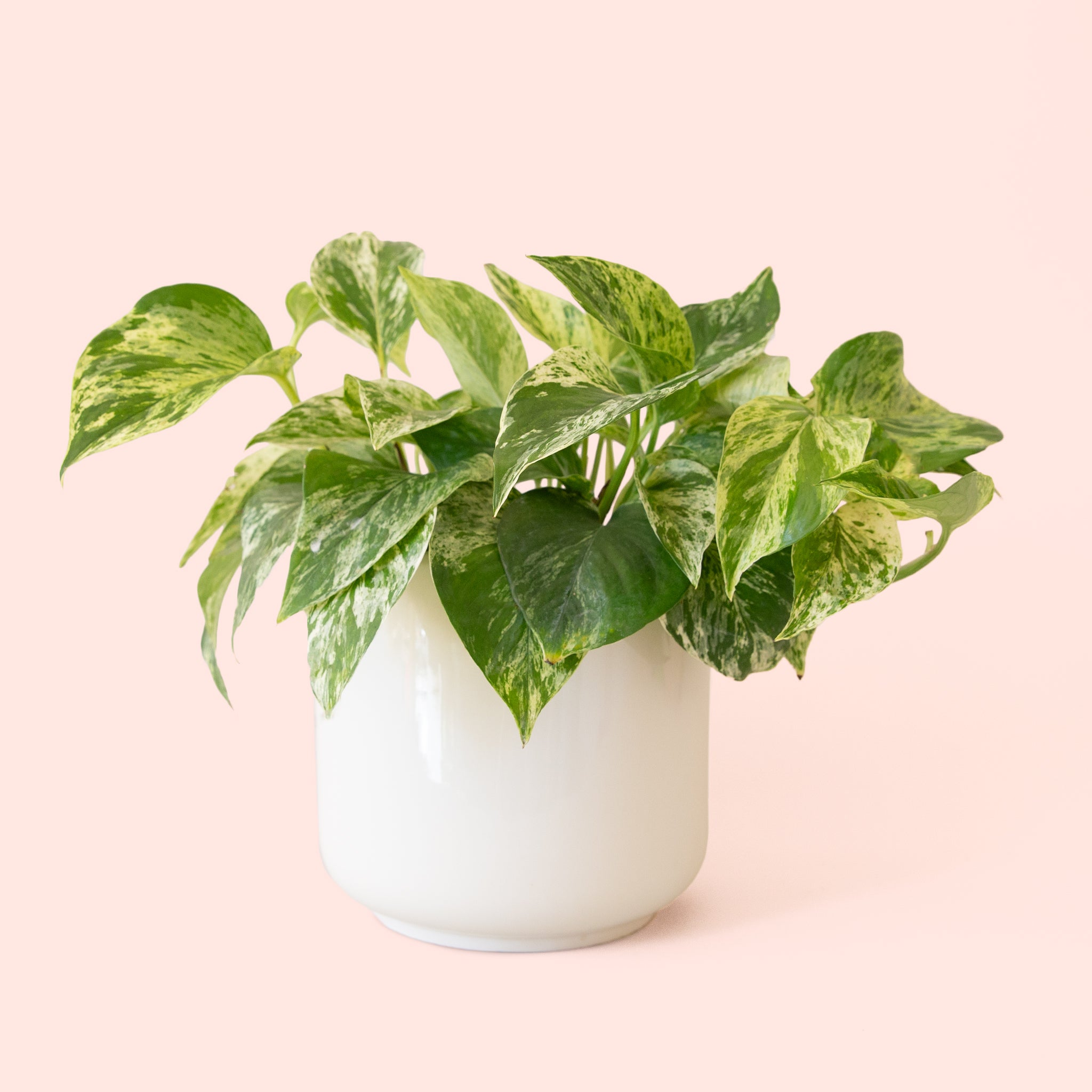 Pothos | Marble Queen