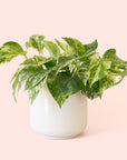 Pothos | Marble Queen