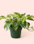 Pothos | Marble Queen