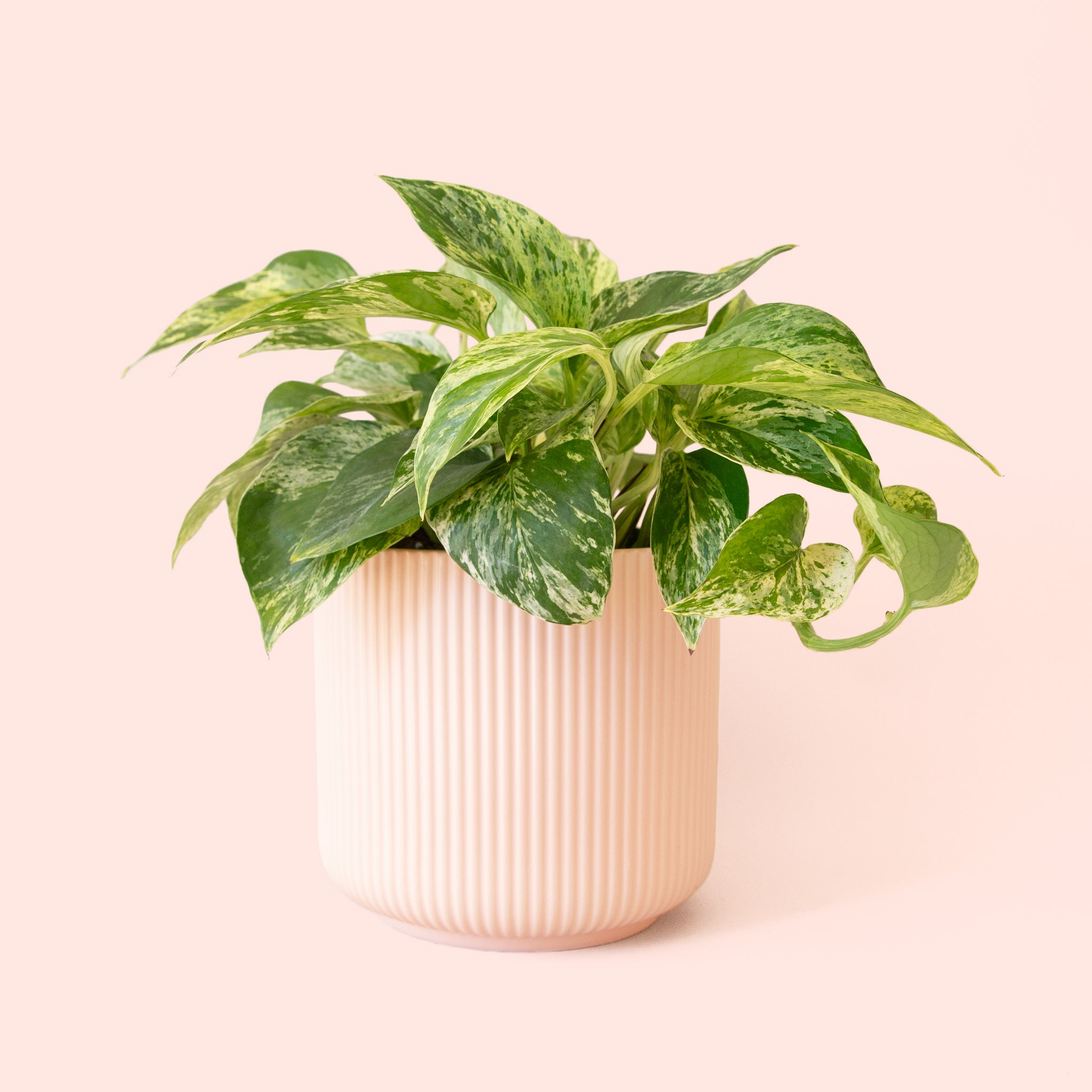 Pothos | Marble Queen