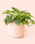 Pothos | Marble Queen