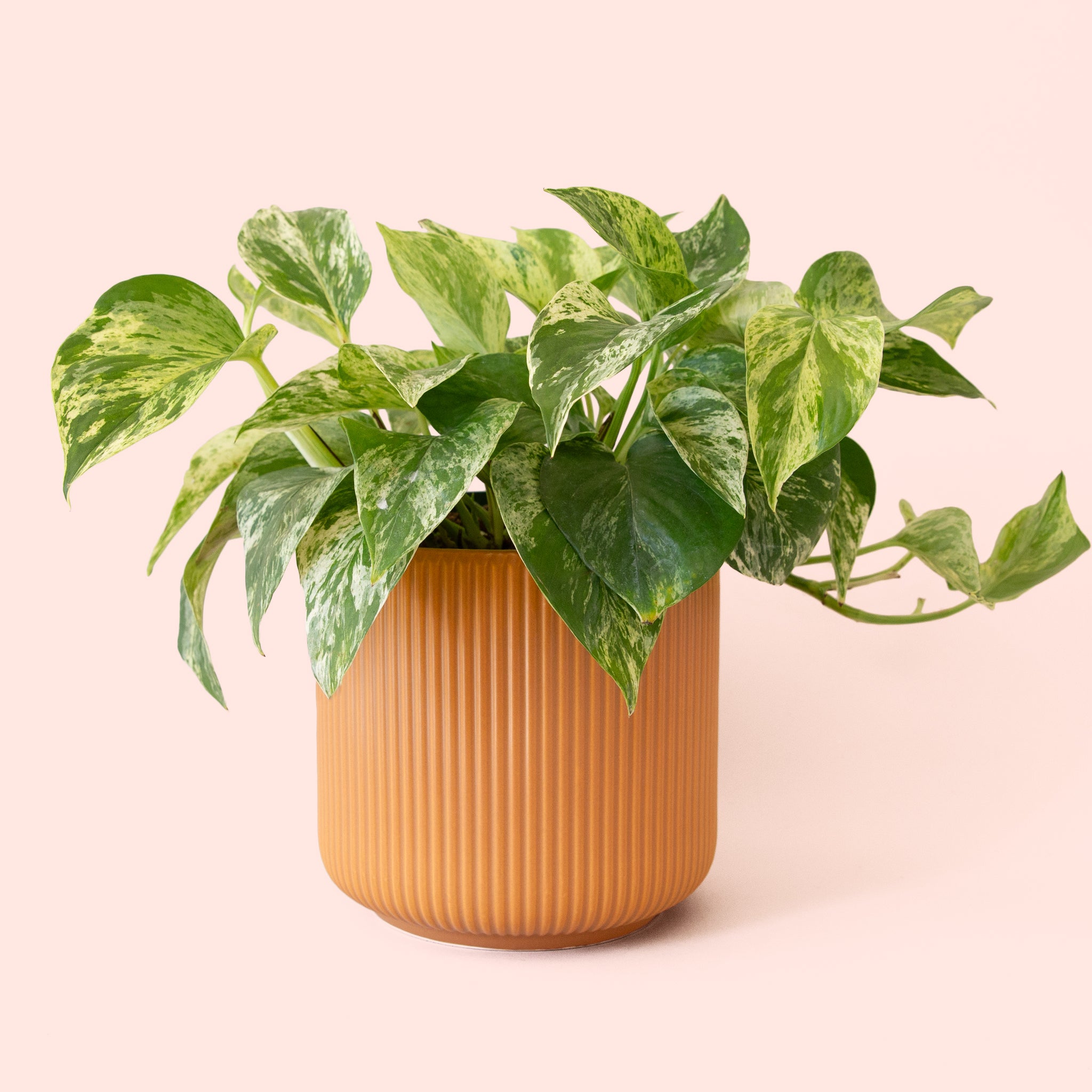 Pothos | Marble Queen