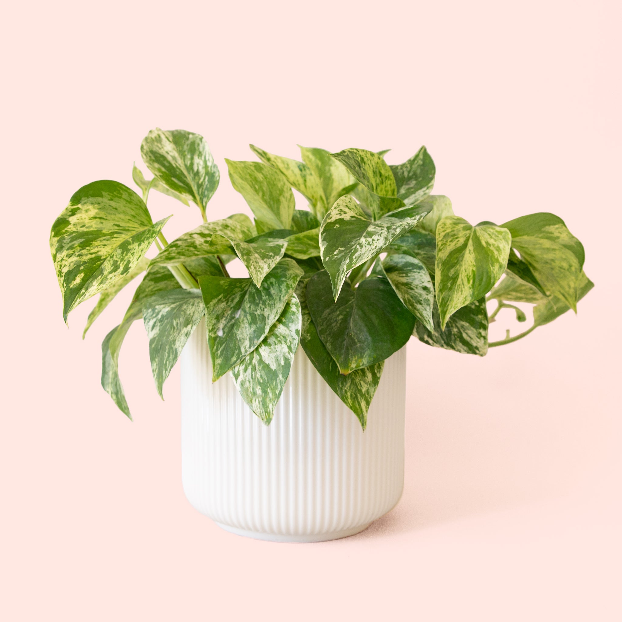 Pothos | Marble Queen