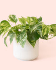 Pothos | Marble Queen