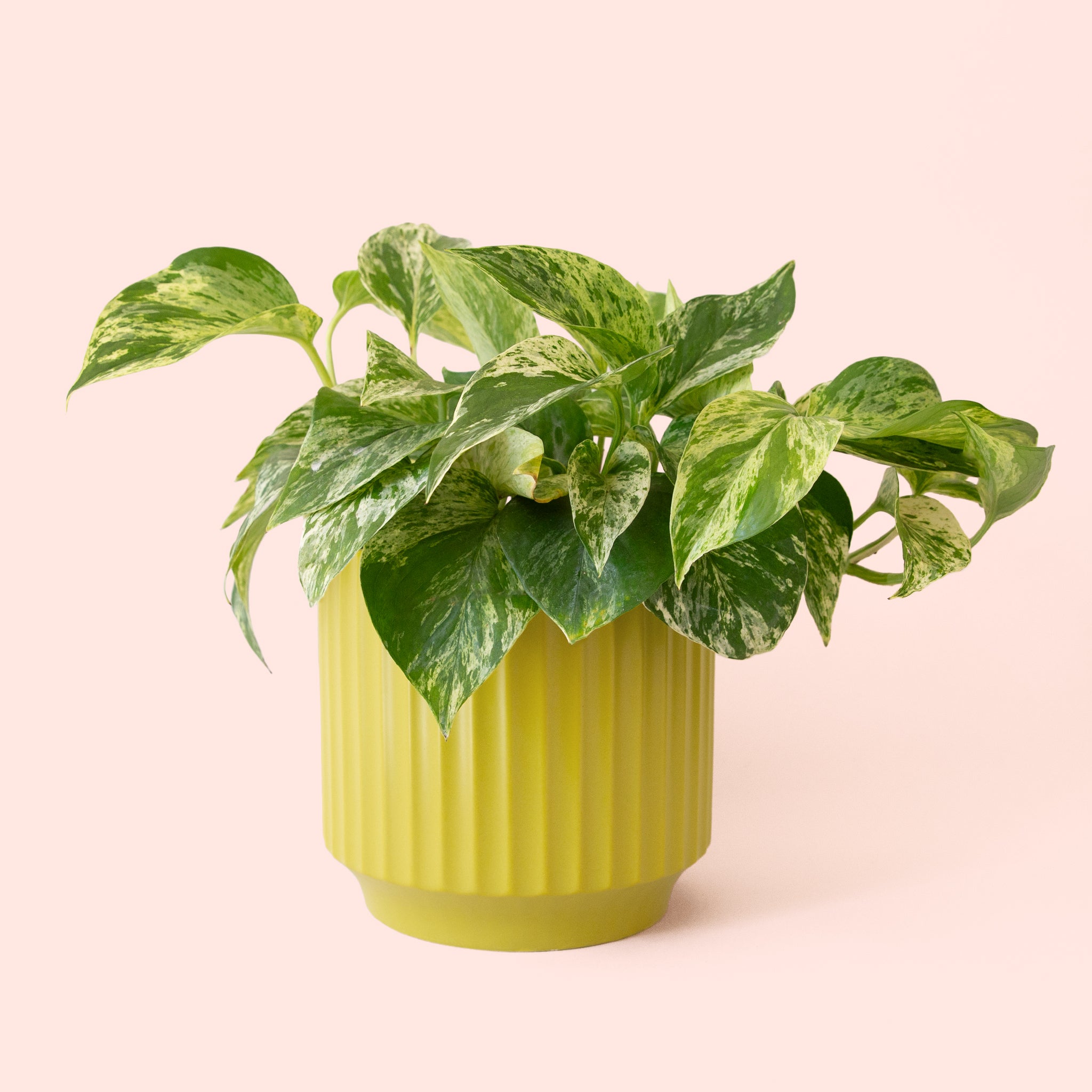 Pothos | Marble Queen