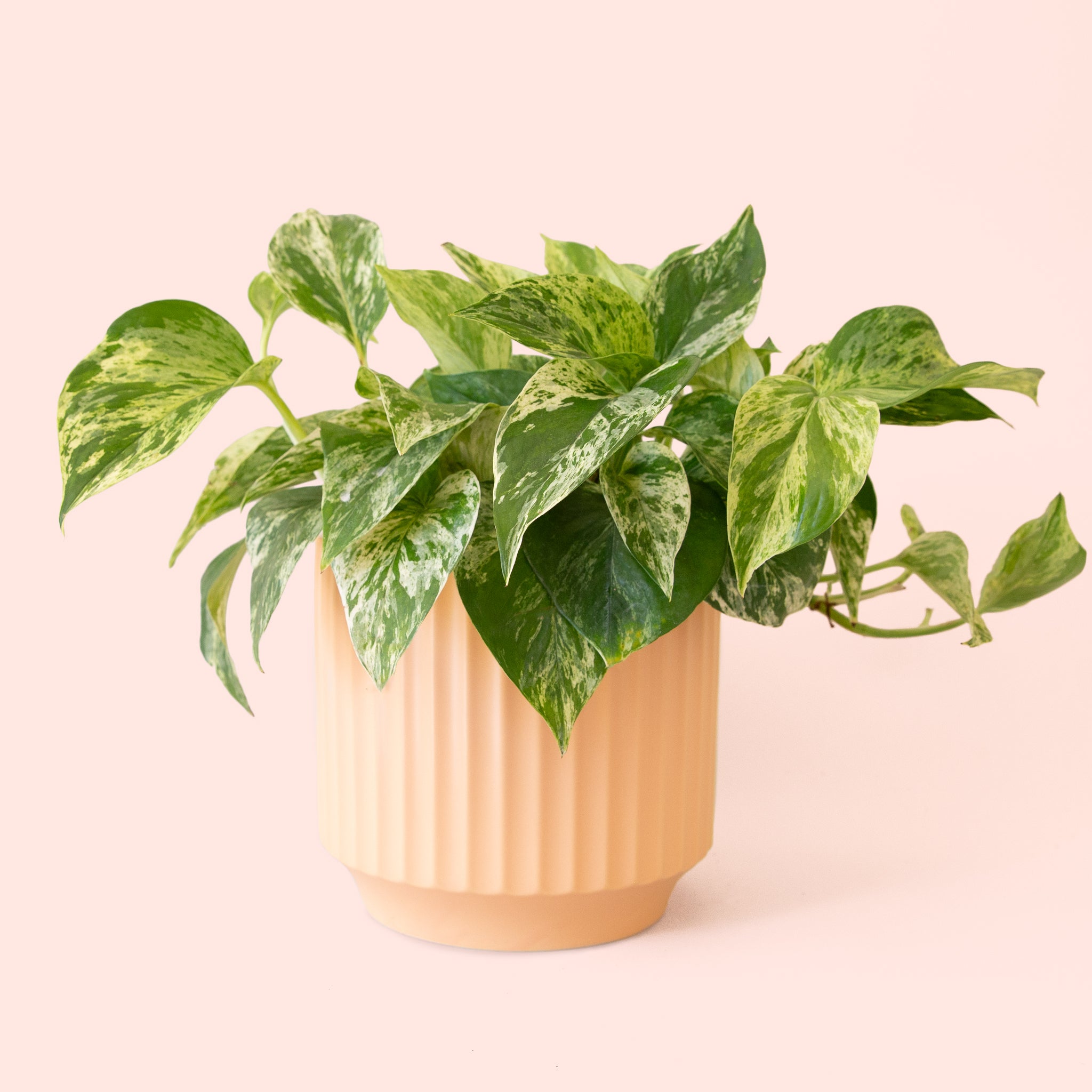 Pothos | Marble Queen