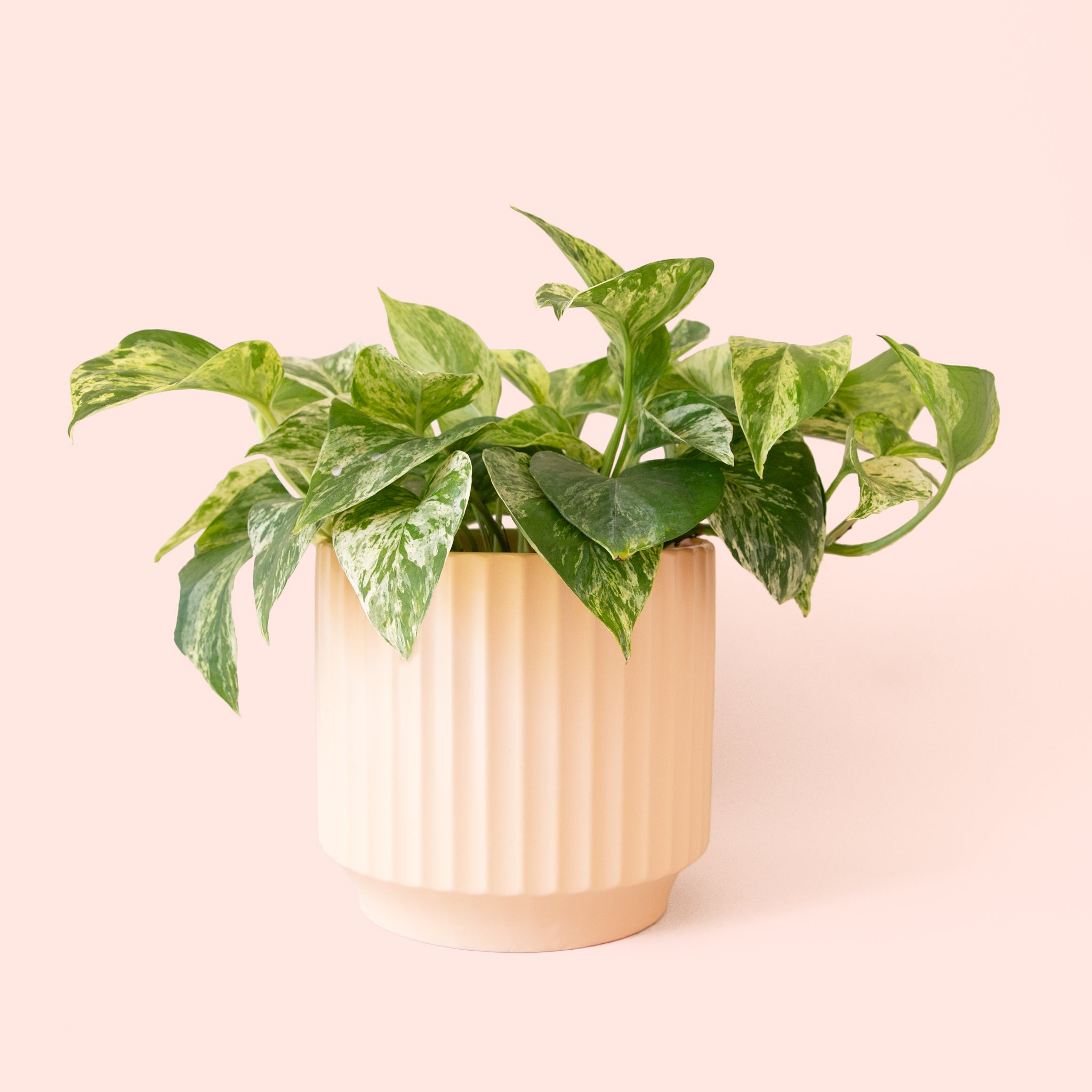 Pothos | Marble Queen