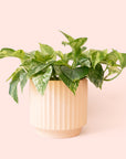 Pothos | Marble Queen