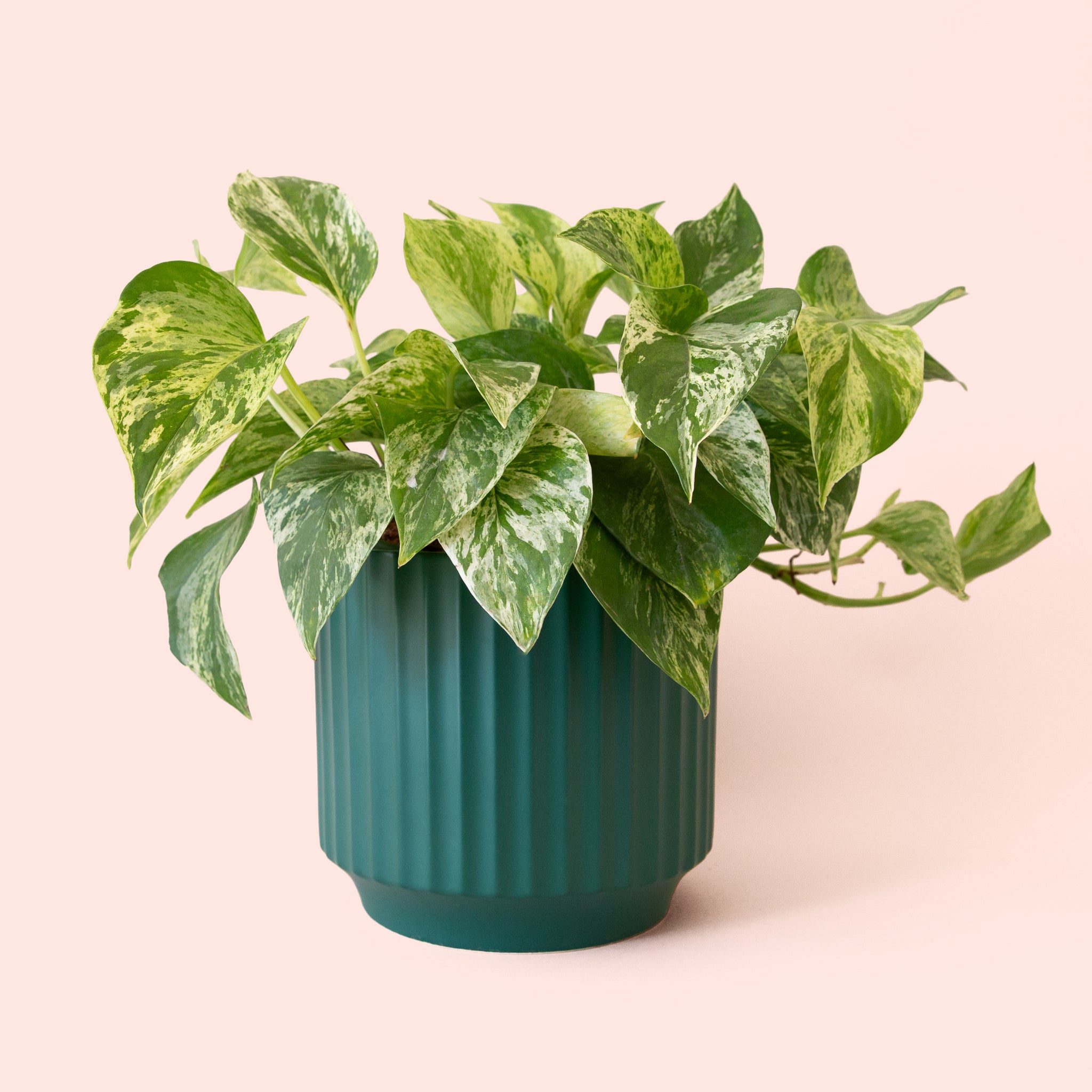 Pothos | Marble Queen