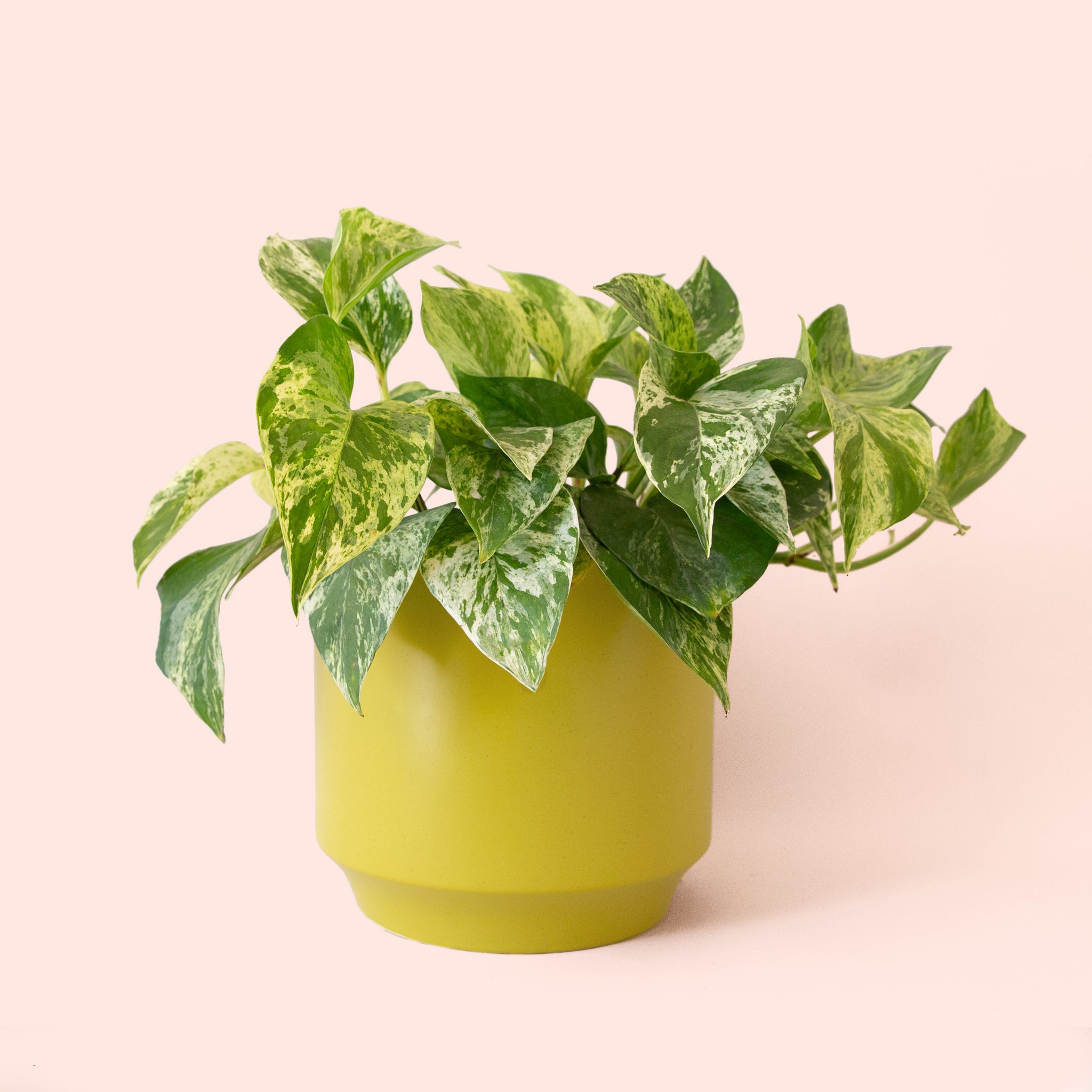 Pothos | Marble Queen