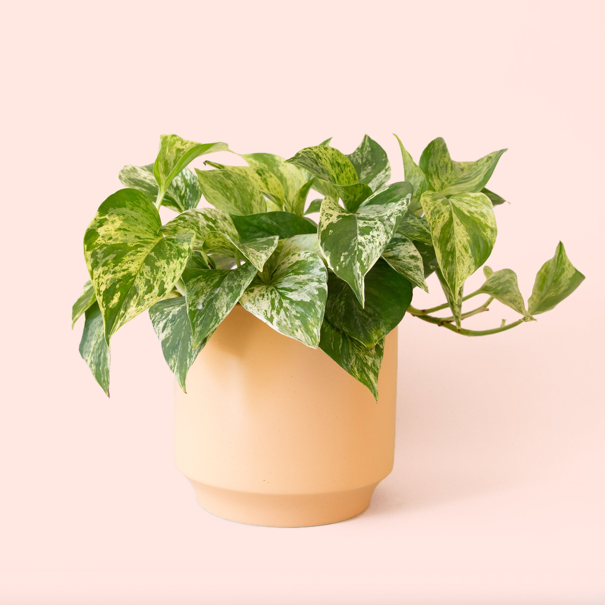 Pothos | Marble Queen