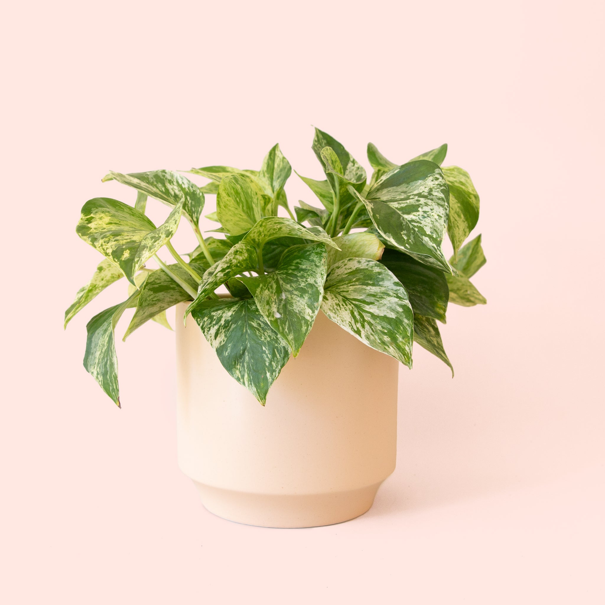 Pothos | Marble Queen