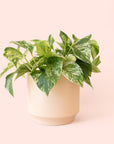 Pothos | Marble Queen