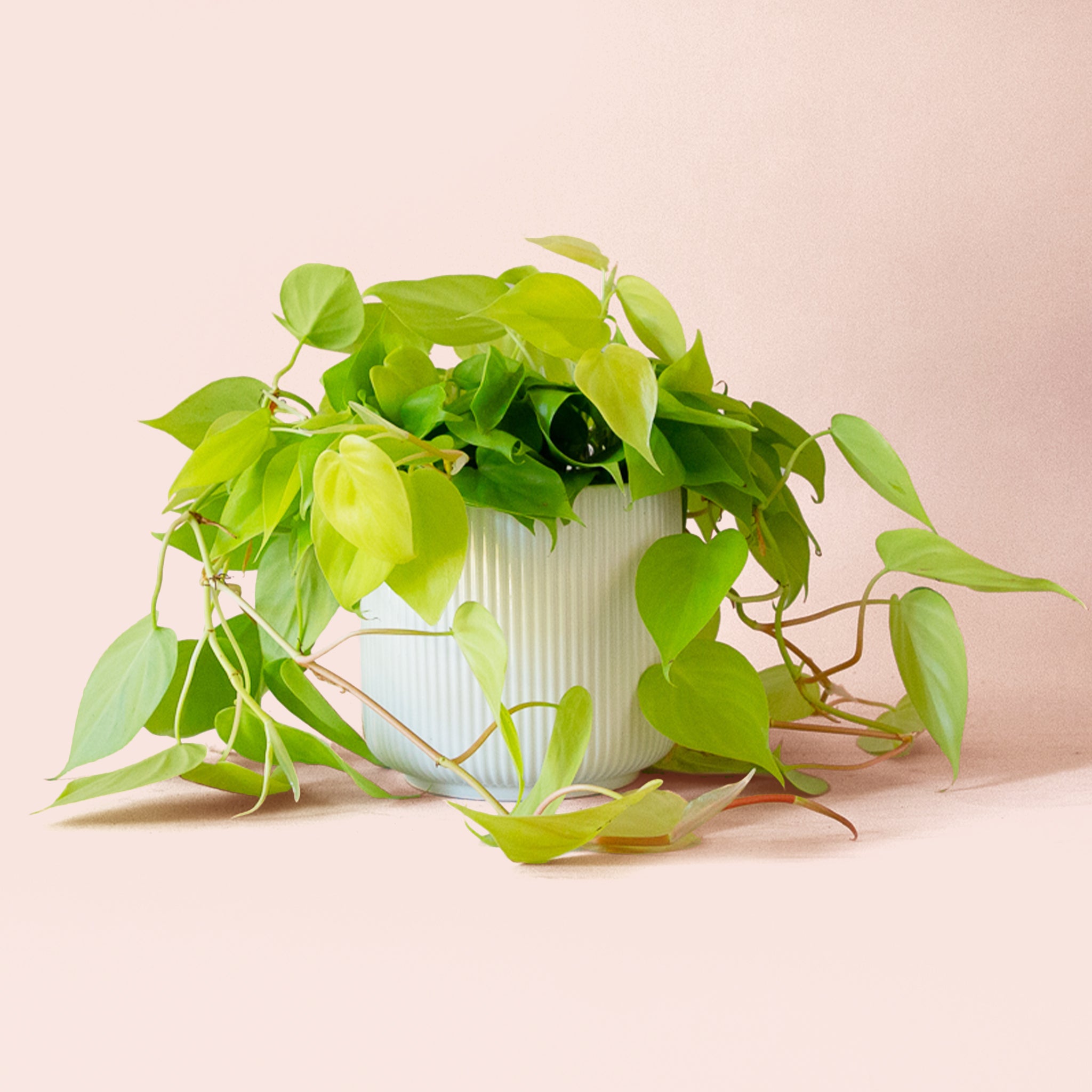 Philodendron | Neon