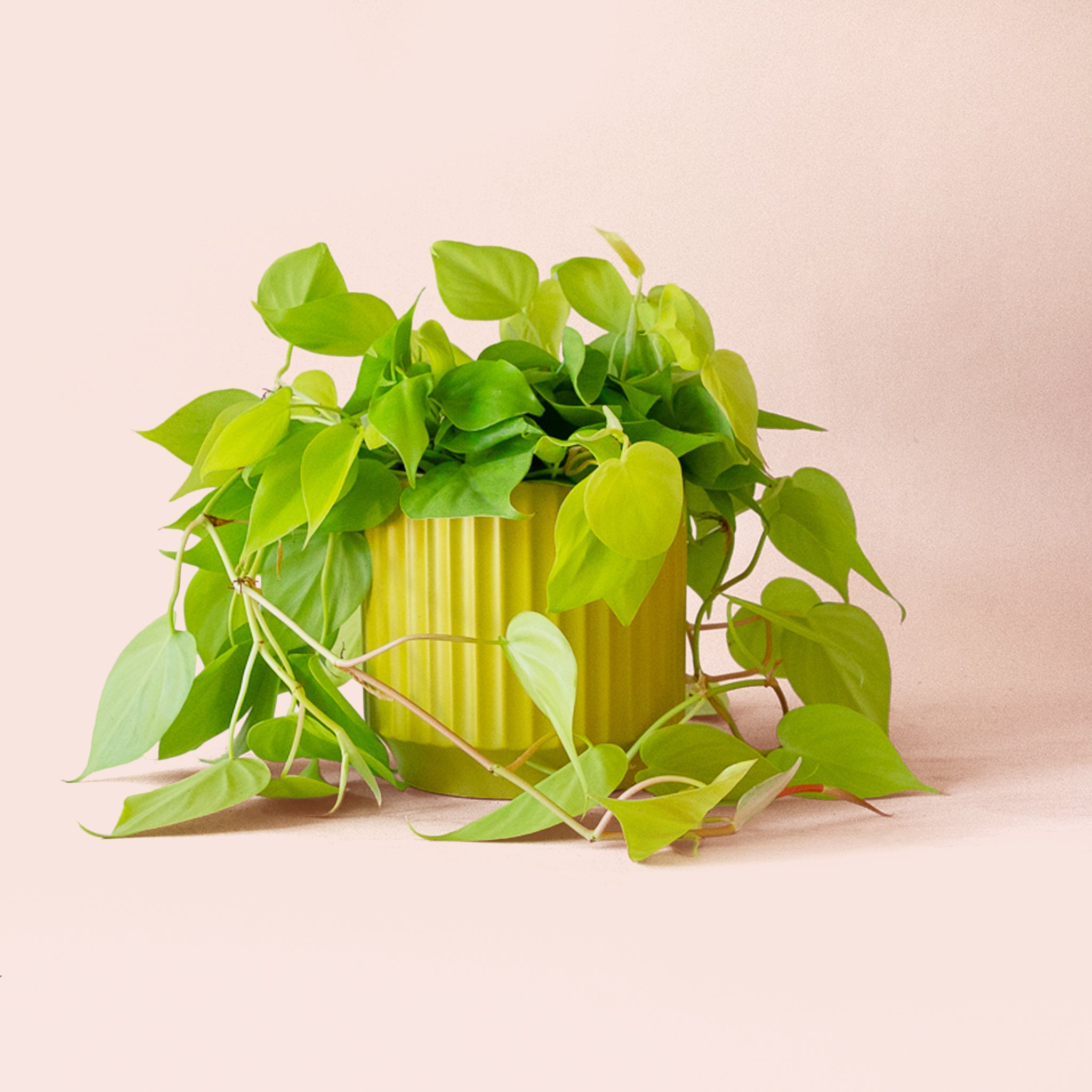 Philodendron | Neon