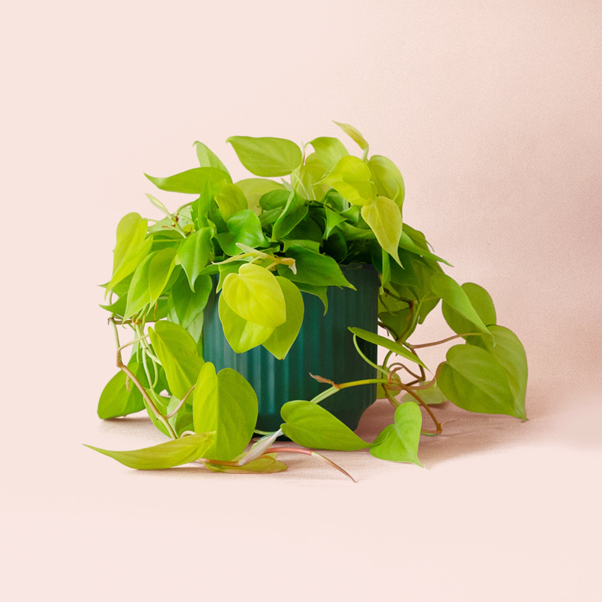 Philodendron | Neon