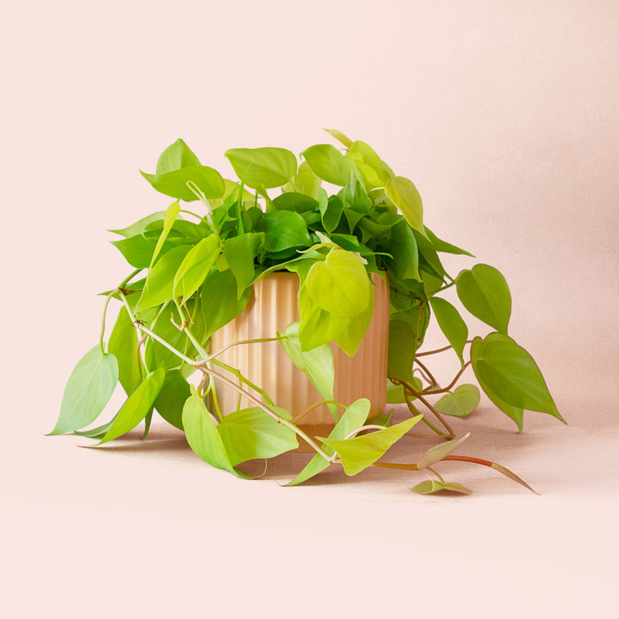 Philodendron | Neon