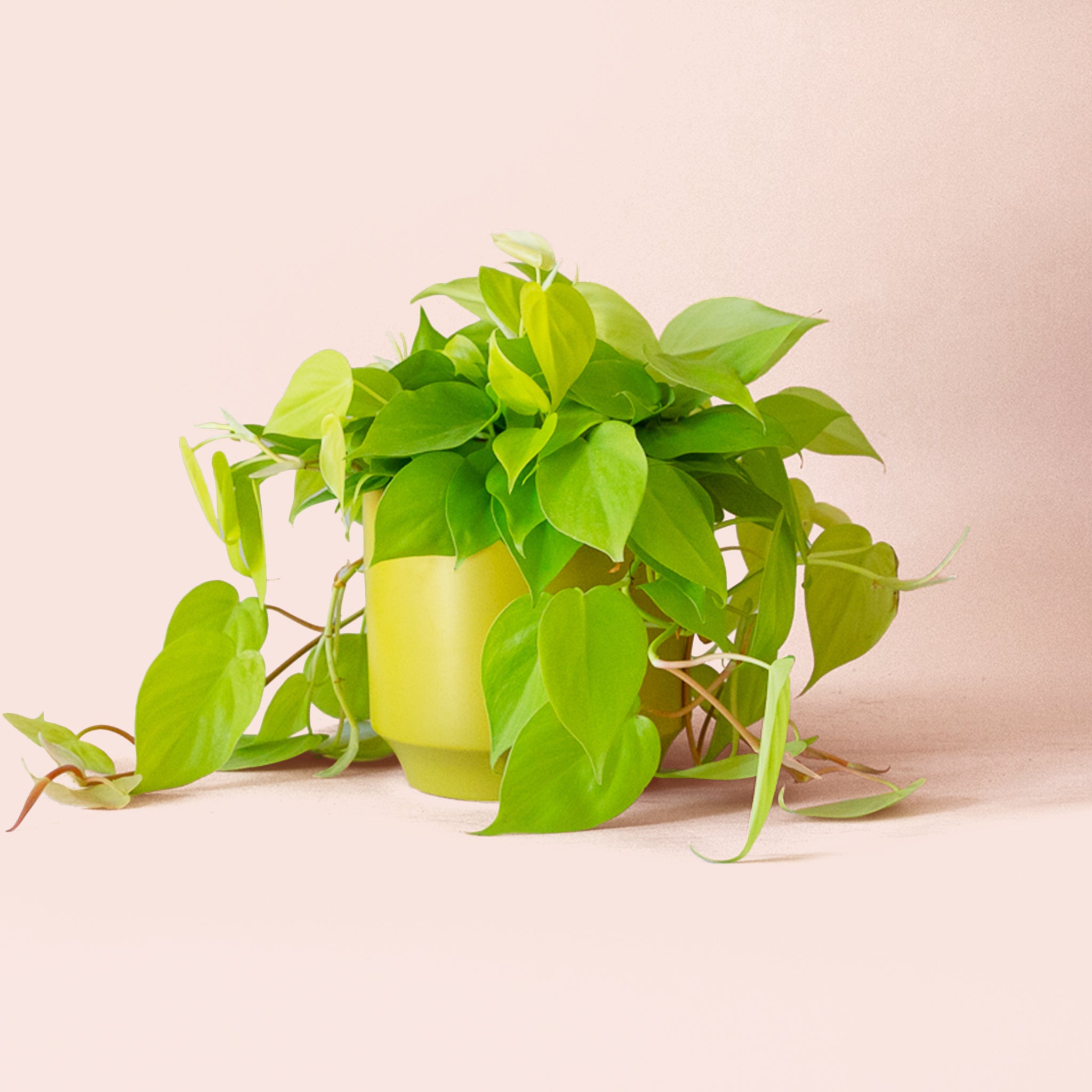 Philodendron | Neon