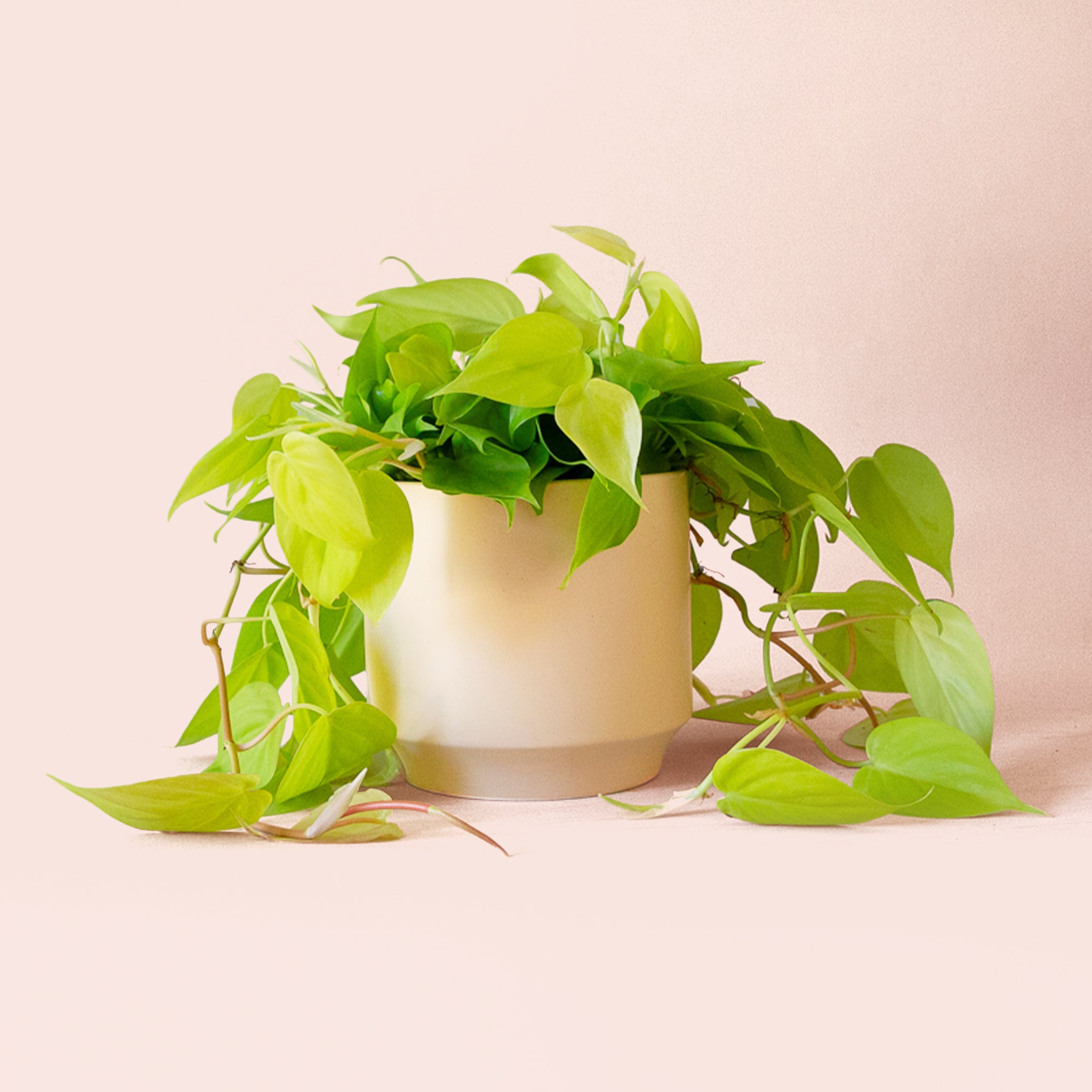 Philodendron | Neon