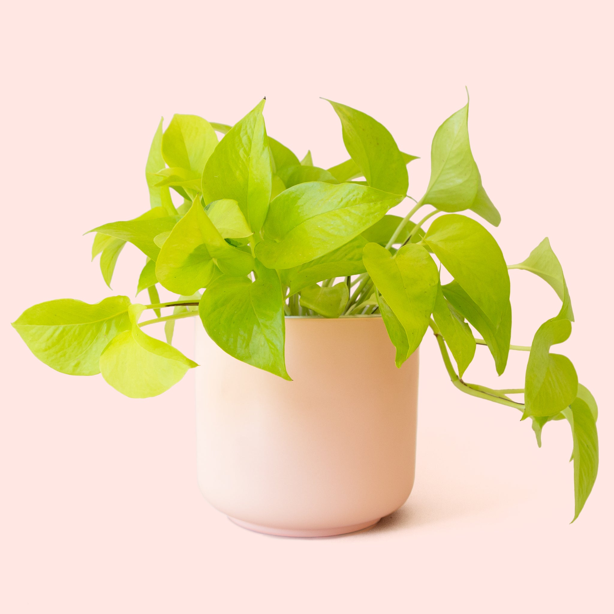 Pothos | Neon