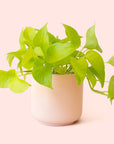 Pothos | Neon