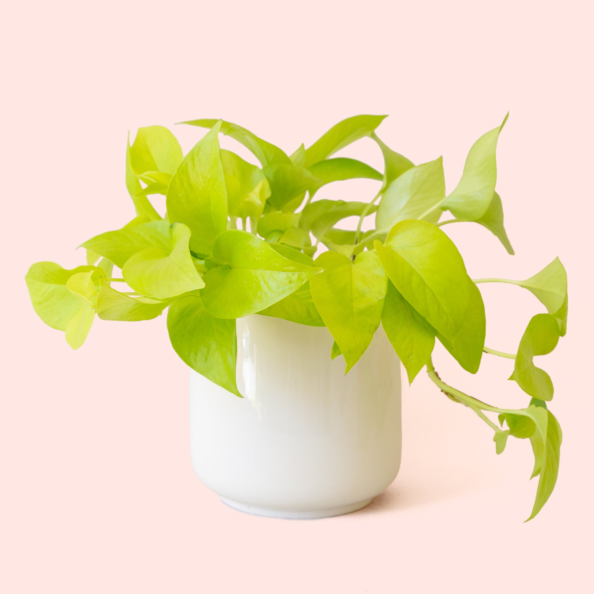 Pothos | Neon