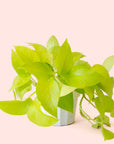 Pothos | Neon