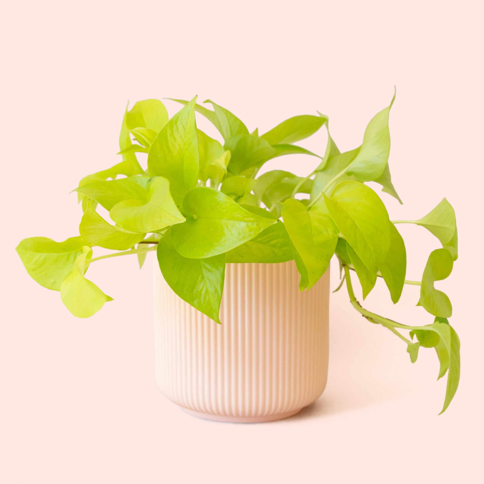 Pothos | Neon