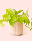 Pothos | Neon