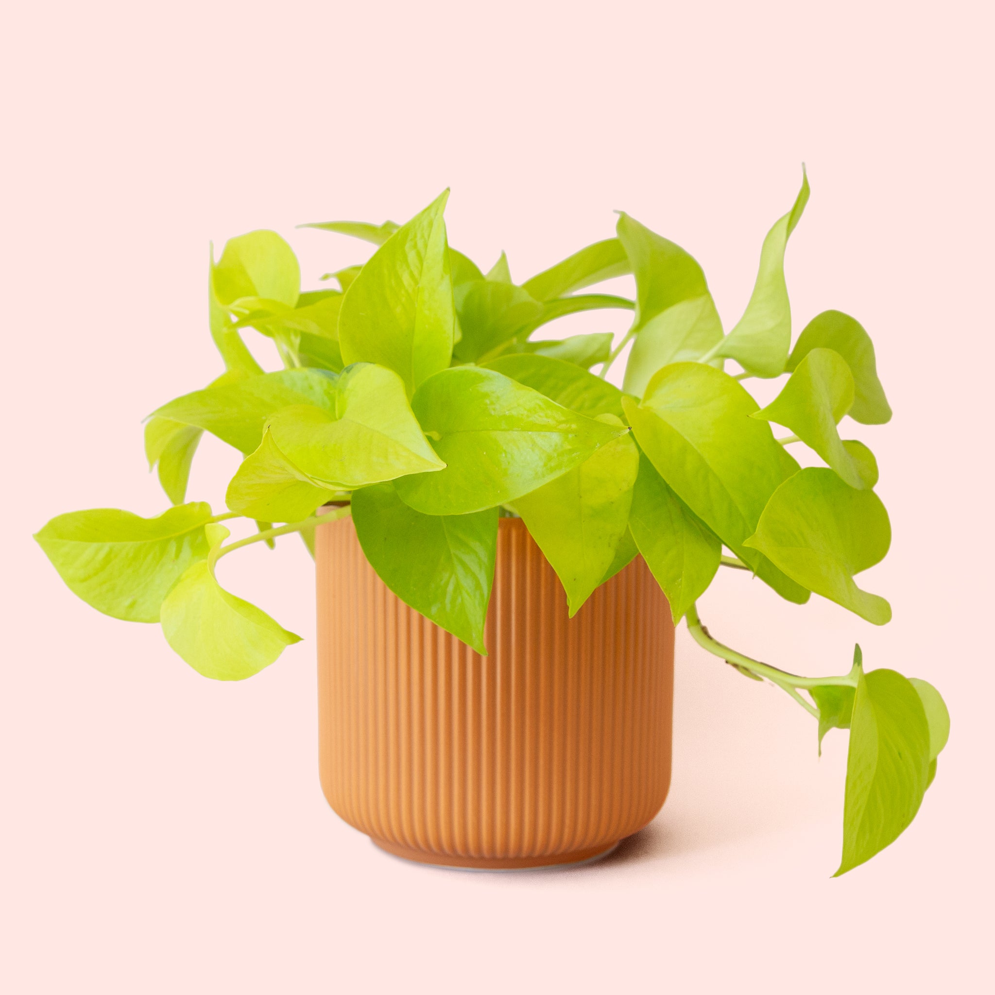 Pothos | Neon