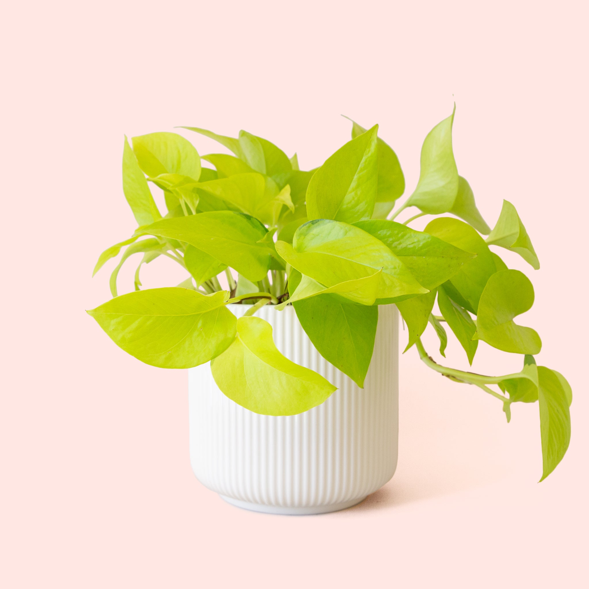 Pothos | Neon