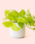 Pothos | Neon