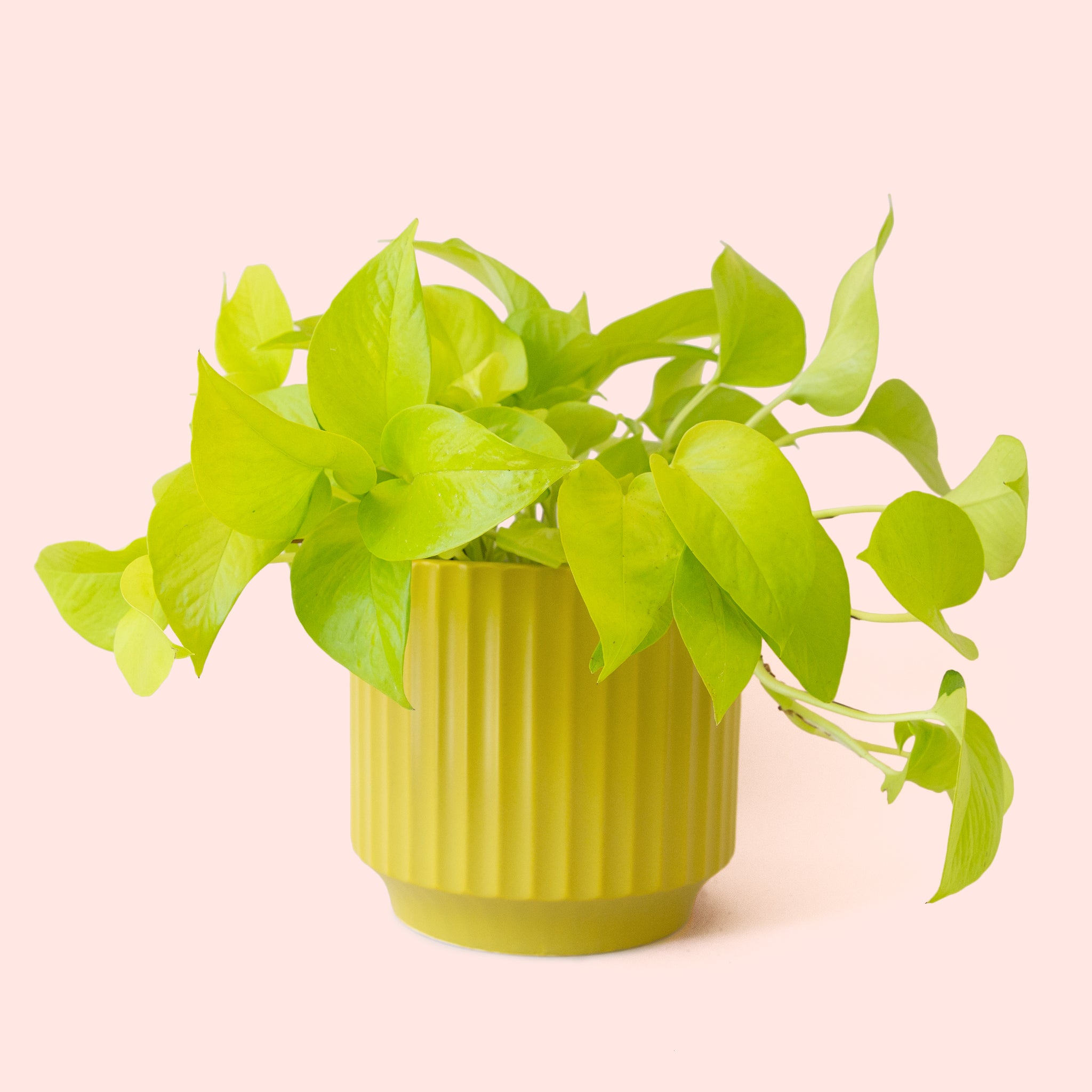 Pothos | Neon