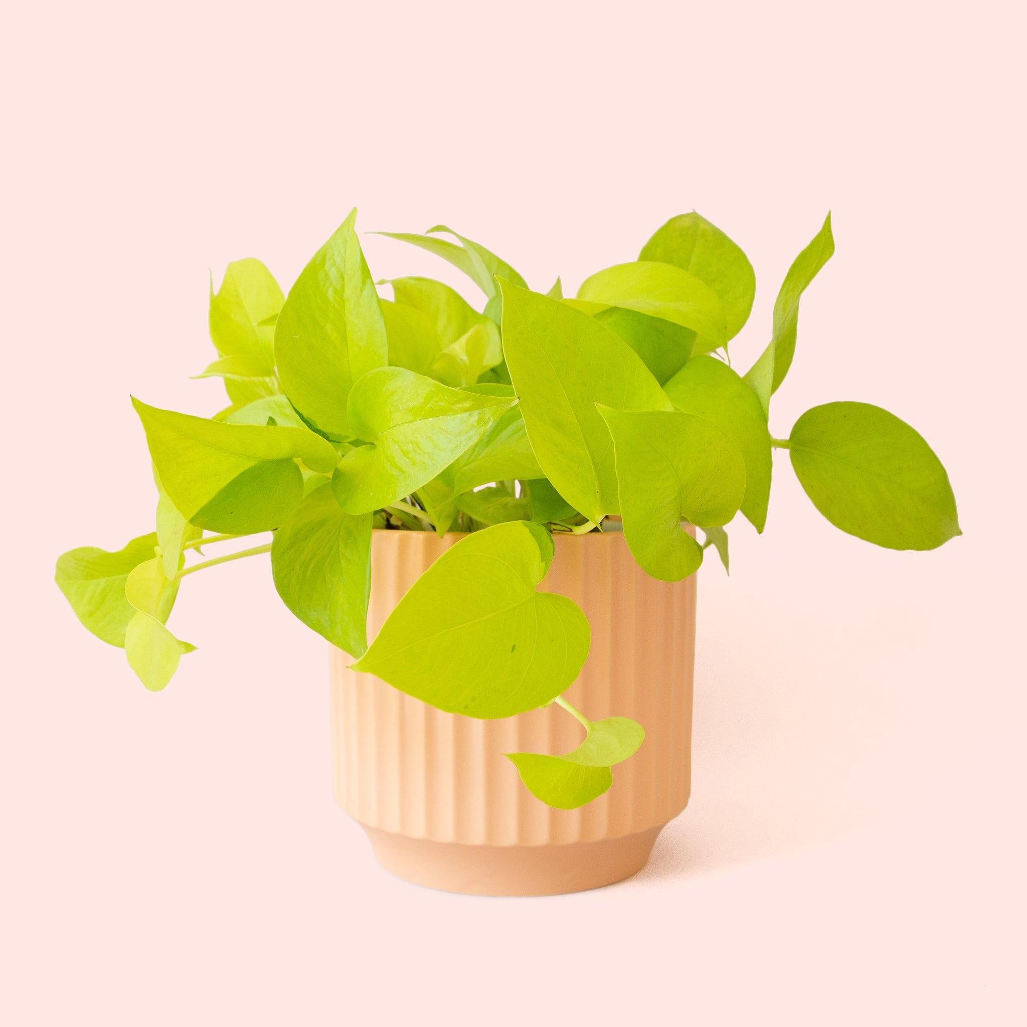 Pothos | Neon