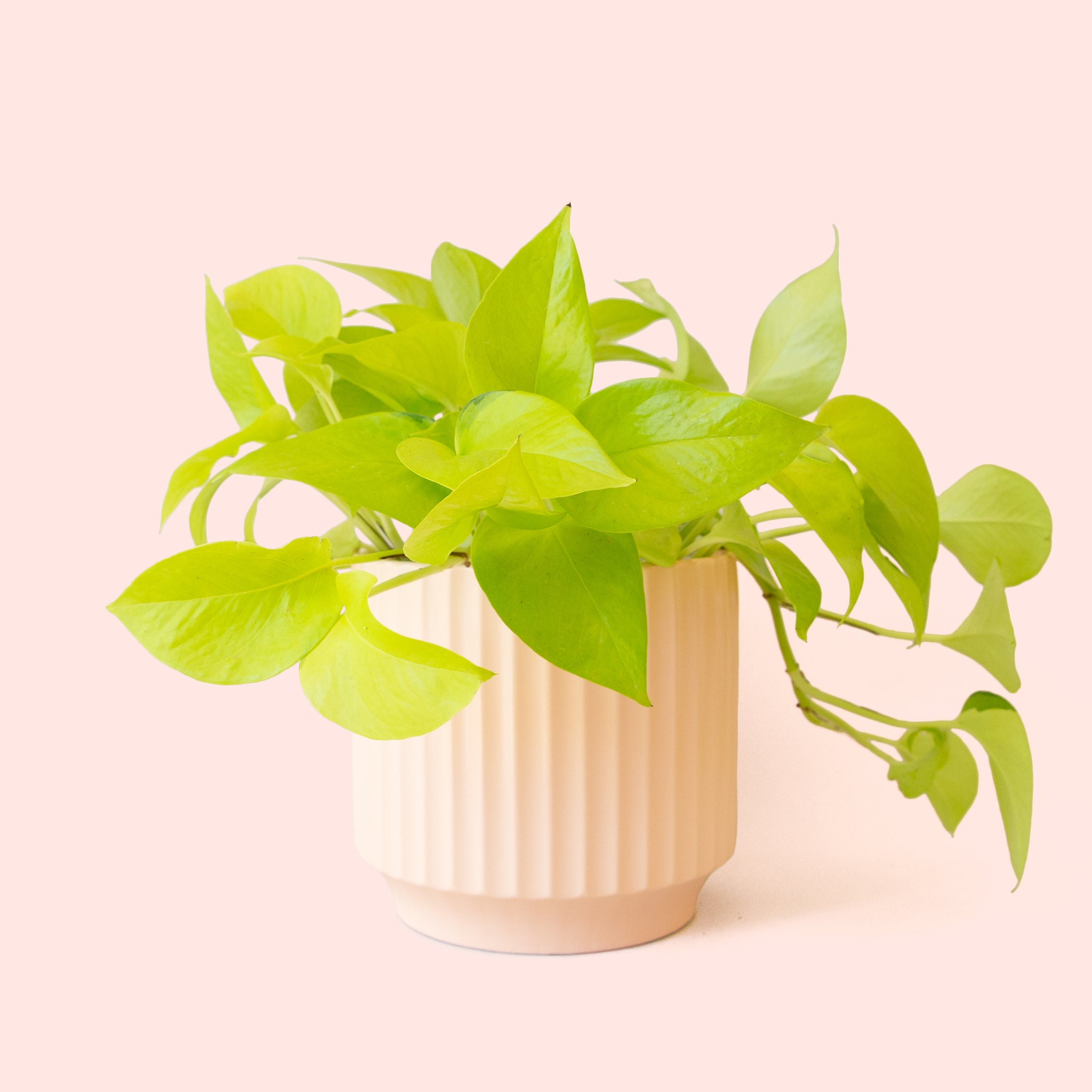 Pothos | Neon