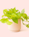 Pothos | Neon