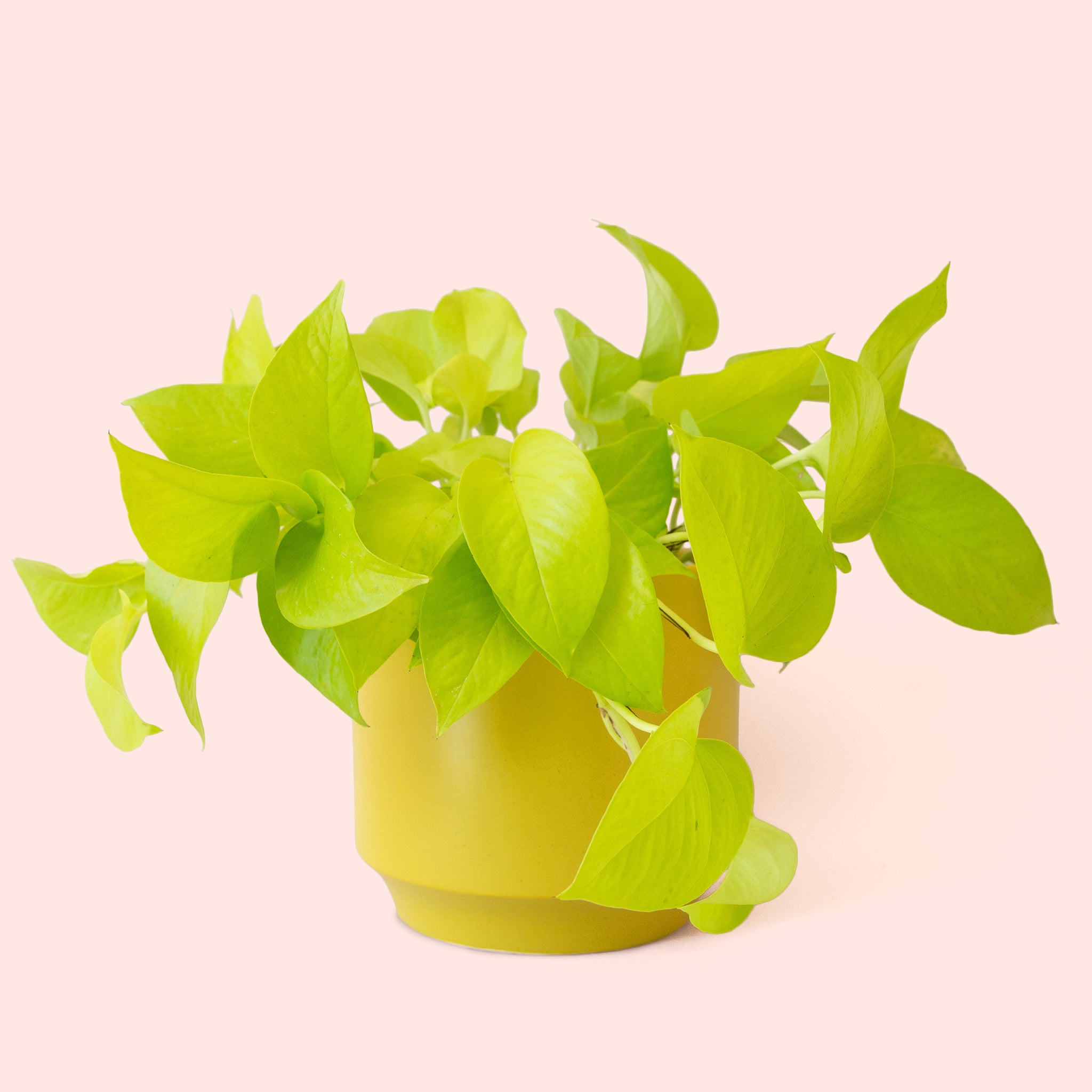 Pothos | Neon