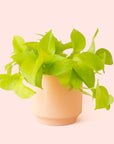 Pothos | Neon